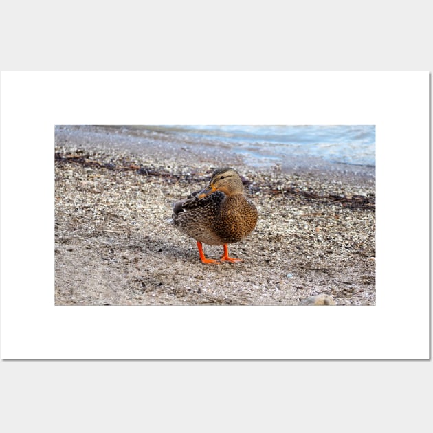 Female Mallard Duck On a Beach Wall Art by BackyardBirder